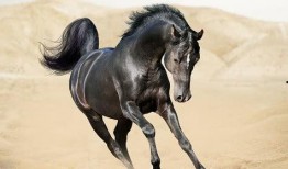 最新爆料马扁子,揭秘娱乐圈惊人内幕