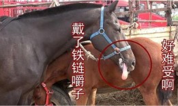 最新爆料马扁子,揭秘娱乐圈惊人内幕