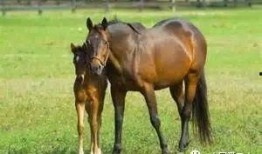 最新爆料马扁子,揭秘娱乐圈惊人内幕